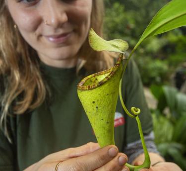 Eden horticulturalist holding pitcher plant